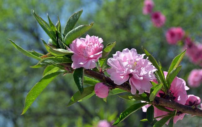 菠菜送白菜讯息网(菠菜送白菜大全)