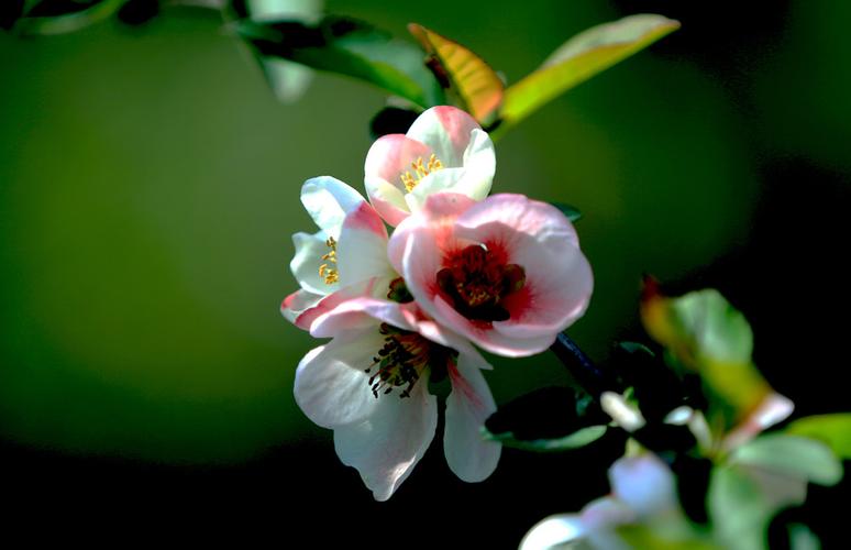 菠菜联盟担保大全(菠菜担保曝光台)